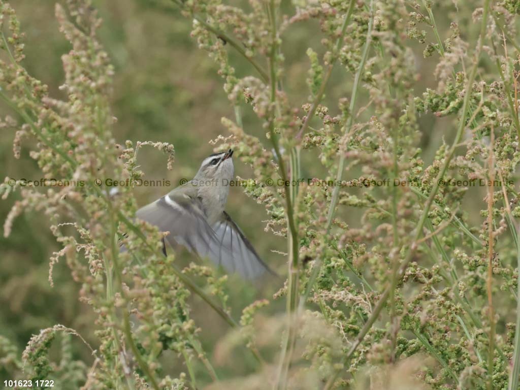 GCKI-AR_Golden-crowned-Kinglet