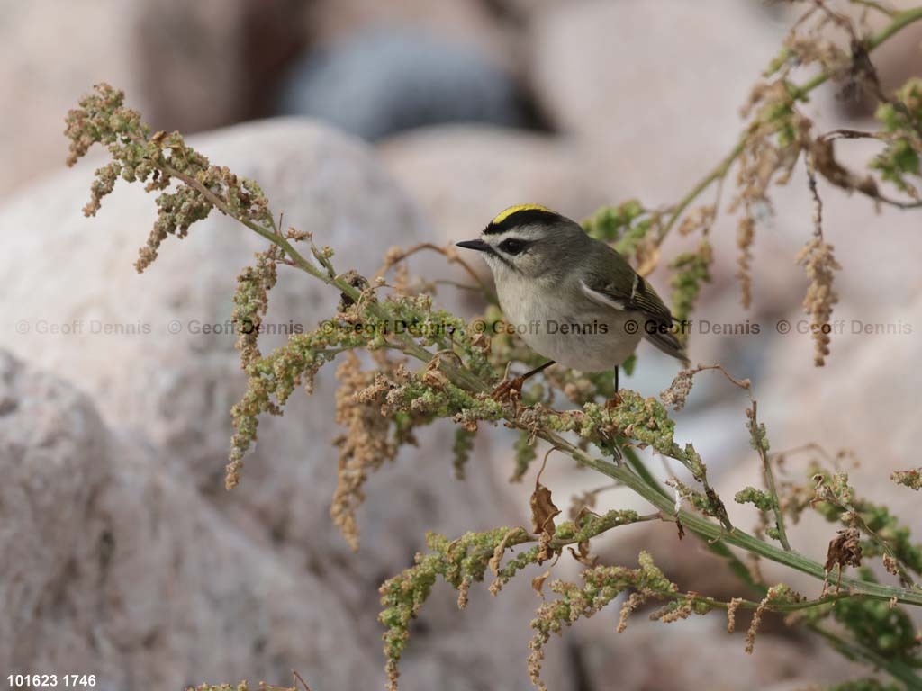 GCKI-AS_Golden-crowned-Kinglet