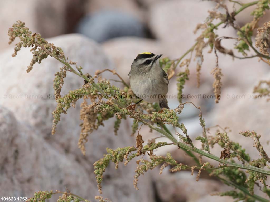 GCKI-AT_Golden-crowned-Kinglet