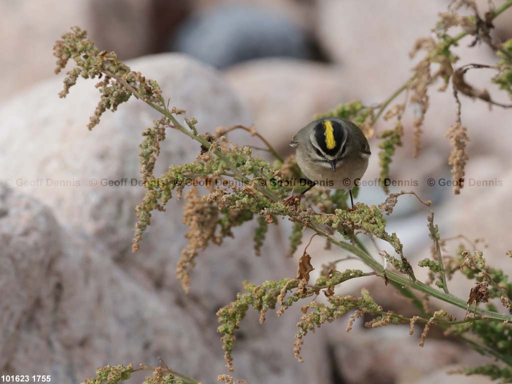 GCKI-AU_Golden-crowned-Kinglet