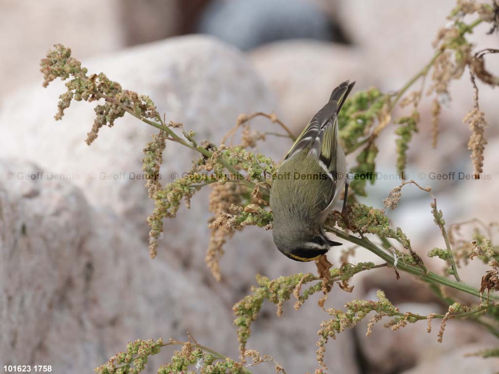 GCKI-AV_Golden-crowned-Kinglet