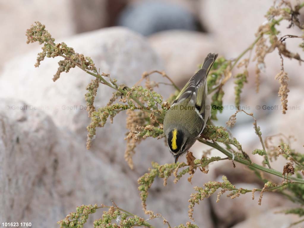 GCKI-AW_Golden-crowned-Kinglet