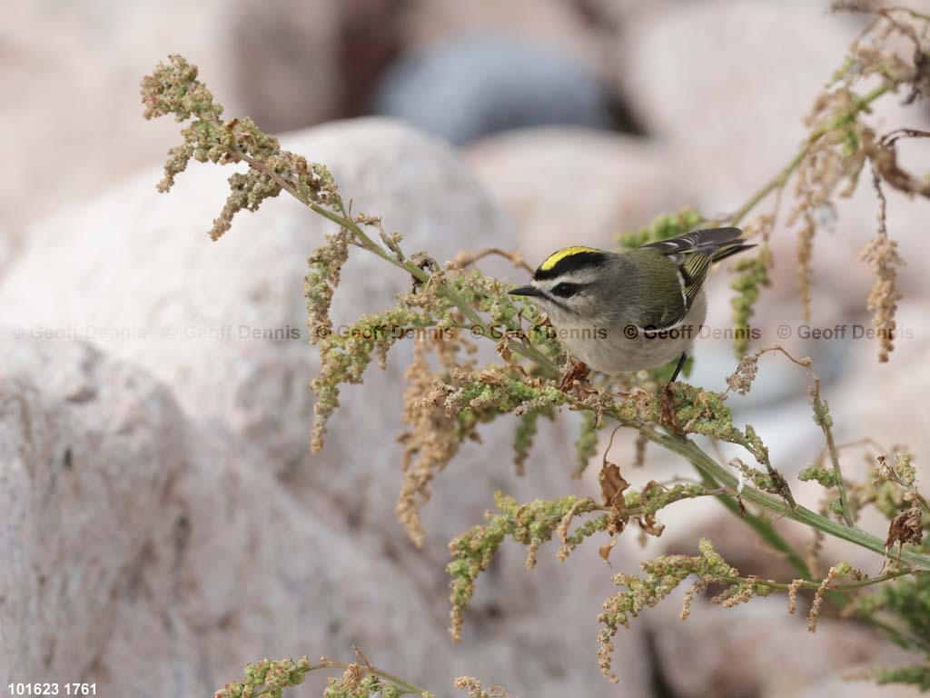 GCKI-AX_Golden-crowned-Kinglet