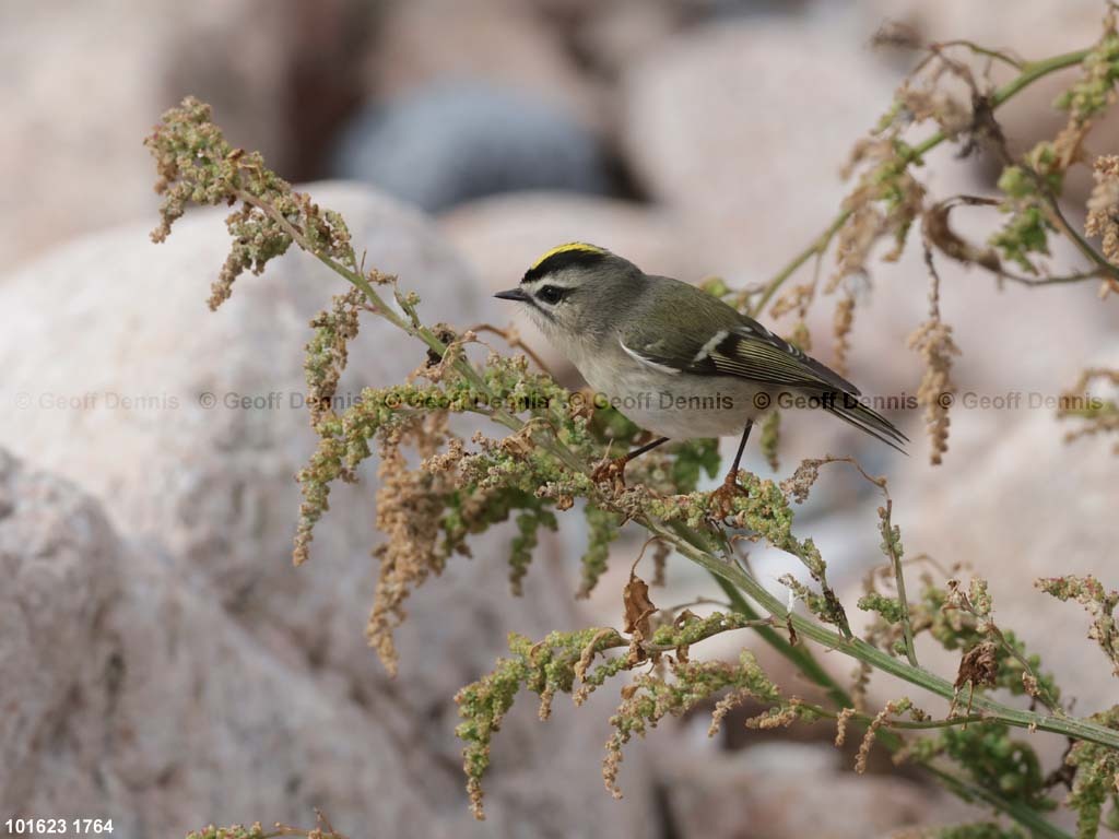 GCKI-AY_Golden-crowned-Kinglet