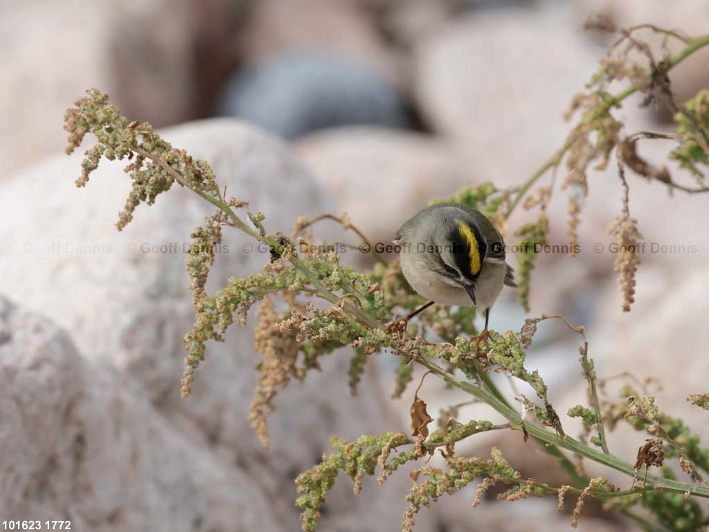 GCKI-AZ_Golden-crowned-Kinglet