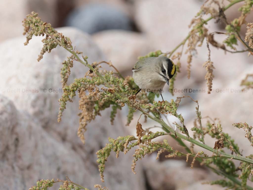 GCKI-BA_Golden-crowned-Kinglet