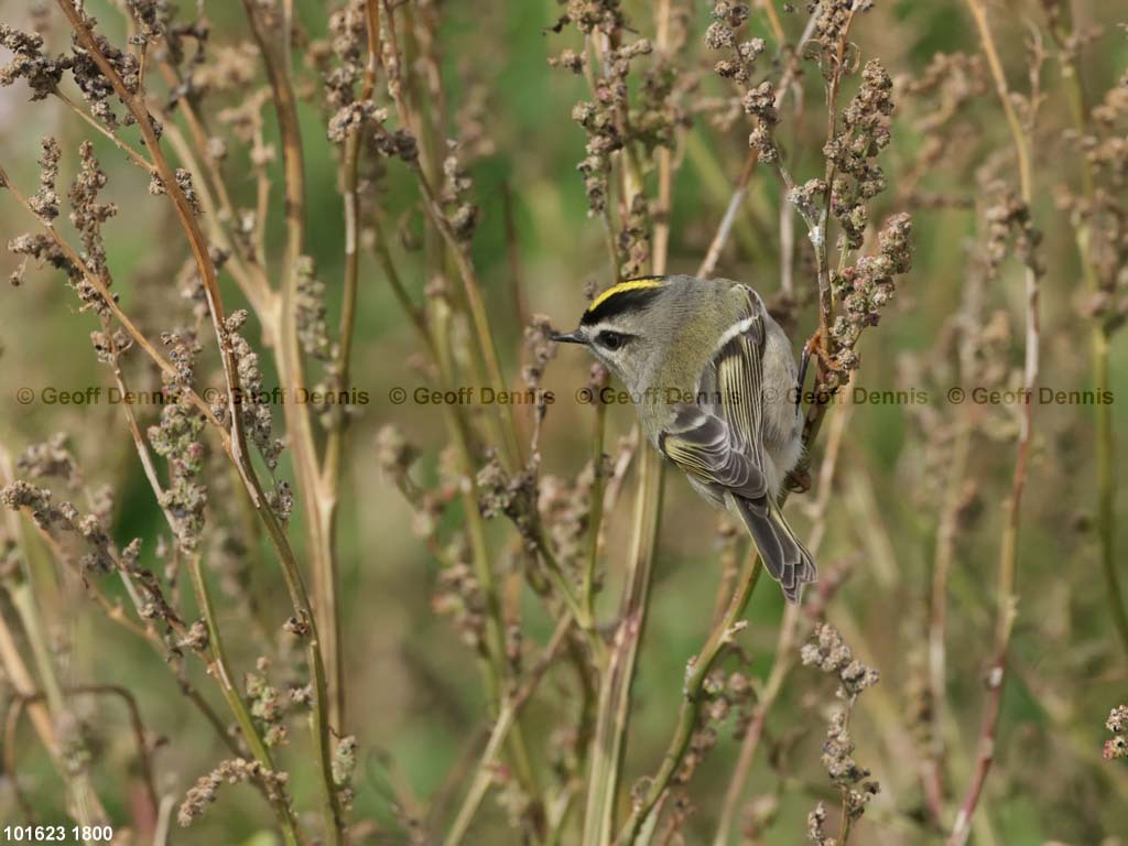 GCKI-BB_Golden-crowned-Kinglet