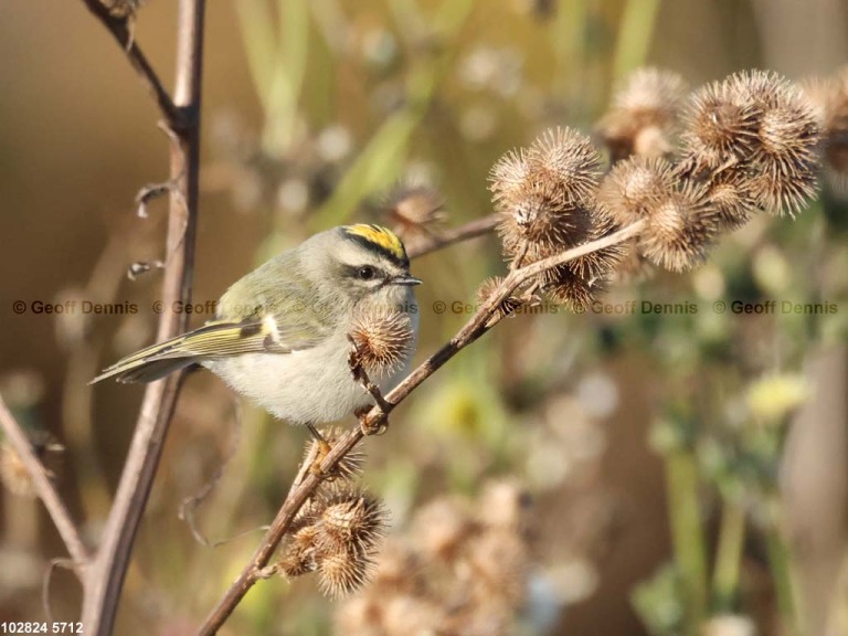 GCKI-BC_Golden-crowned-Kinglet