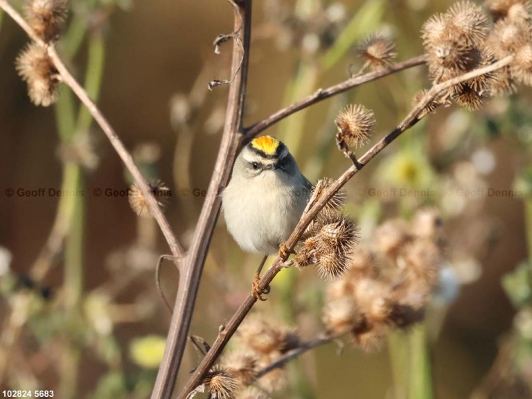 GCKI-BD_Golden-crowned-Kinglet