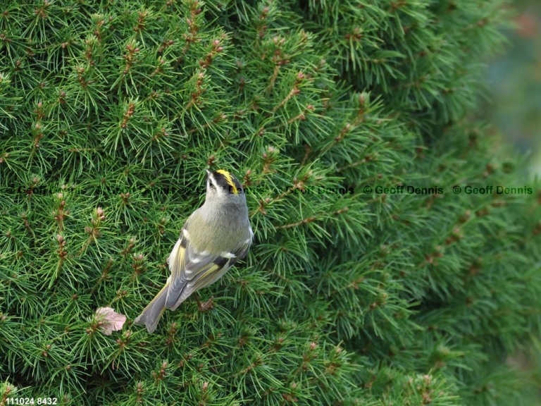 GCKI-BE_Golden-crowned-Kinglet