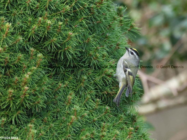 GCKI-BF_Golden-crowned-Kinglet