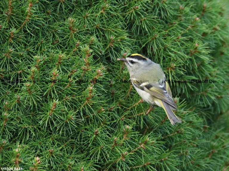 GCKI-BG_Golden-crowned-Kinglet