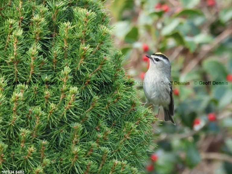 GCKI-BH_Golden-crowned-Kinglet