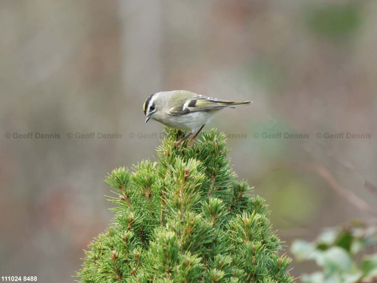 GCKI-BI_Golden-crowned-Kinglet