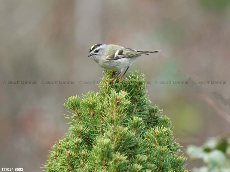 GCKI-BJ_Golden-crowned-Kinglet