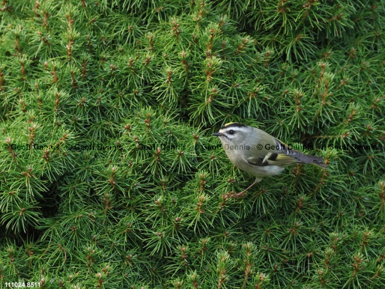 GCKI-BK_Golden-crowned-Kinglet