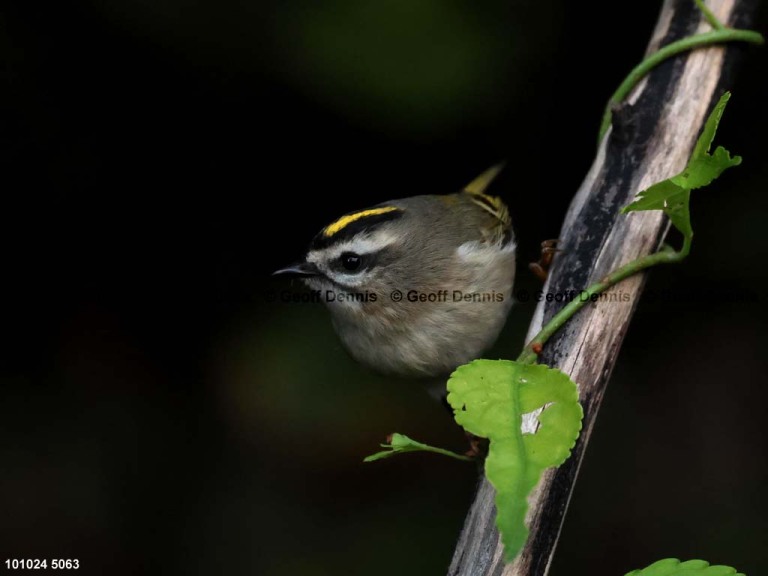 GCKI-BL_Golden-crowned-Kinglet