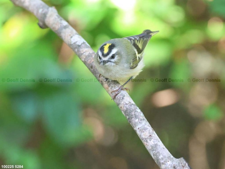 GCKI-BM_Golden-crowned-Kinglet