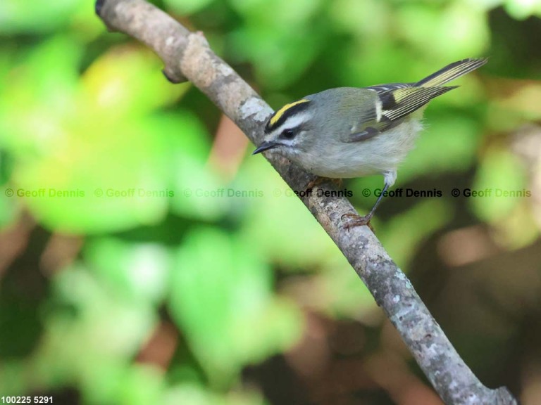 GCKI-BN_Golden-crowned-Kinglet