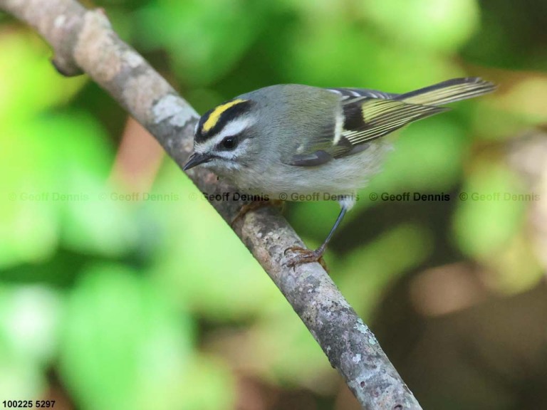 GCKI-BP_Golden-crowned-Kinglet