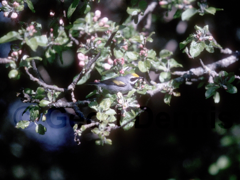 GWWA-AA_Golden-winged-Warbler