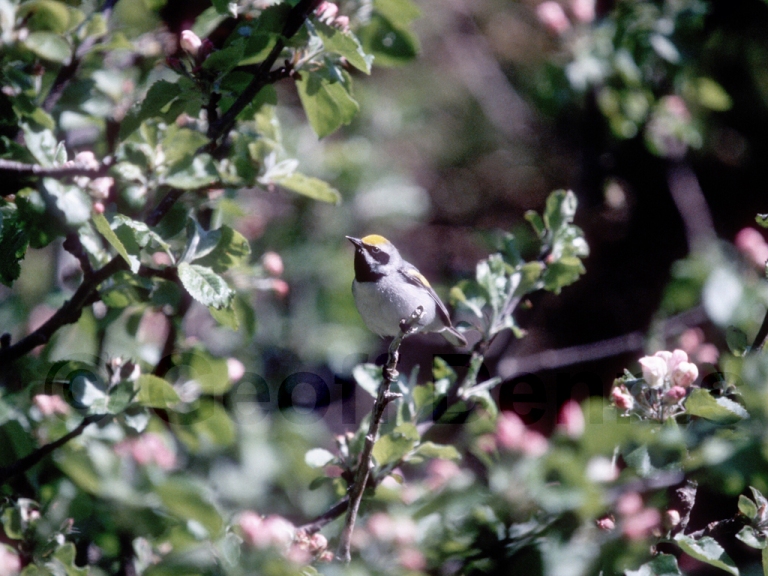 GWWA-AB_Golden-winged-Warbler