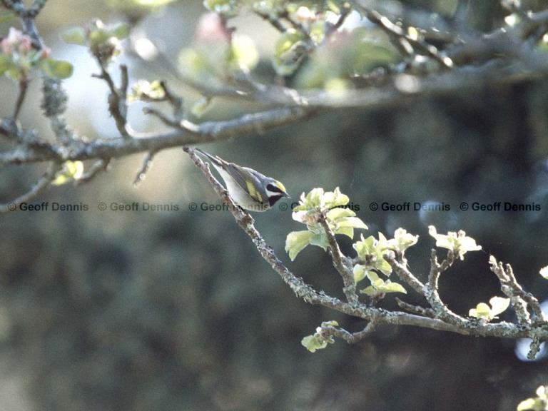 GWWA-AC_Golden-winged-Warbler