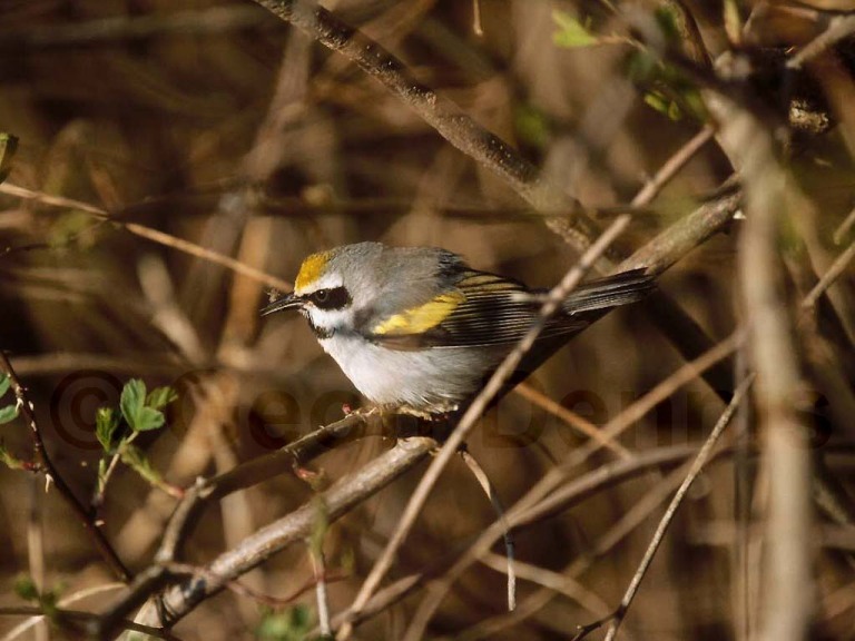 GWWA-AD_Golden-winged-Warbler