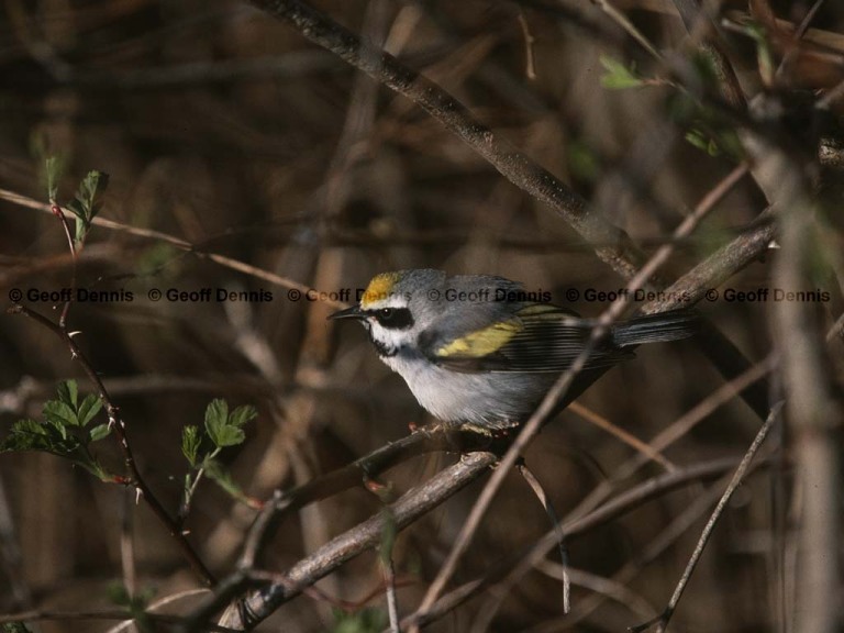GWWA-AE_Golden-winged-Warbler