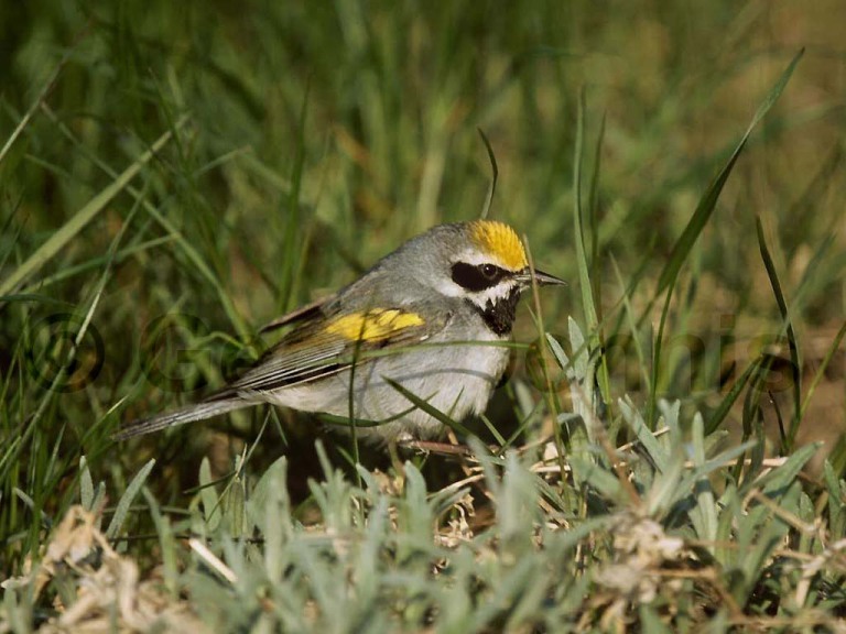 GWWA-AF_Golden-winged-Warbler