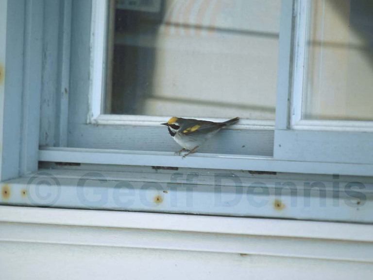GWWA-AG_Golden-winged-Warbler