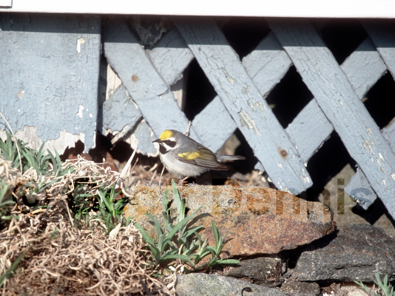 GWWA-AH_Golden-winged-Warbler