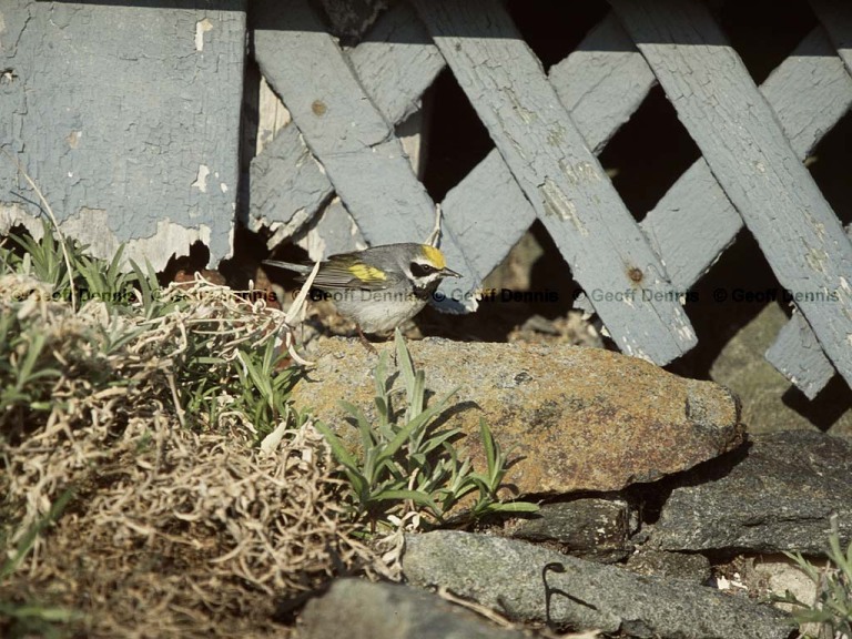 GWWA-AI_Golden-winged-Warbler