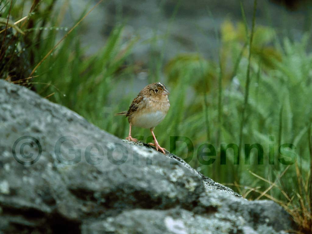 GRSP-AA_Grasshopper-Sparrow