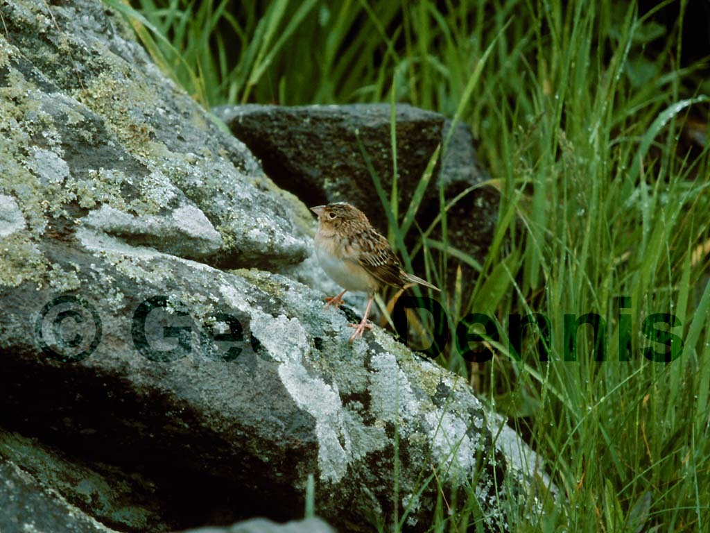 GRSP-AB_Grasshopper-Sparrow