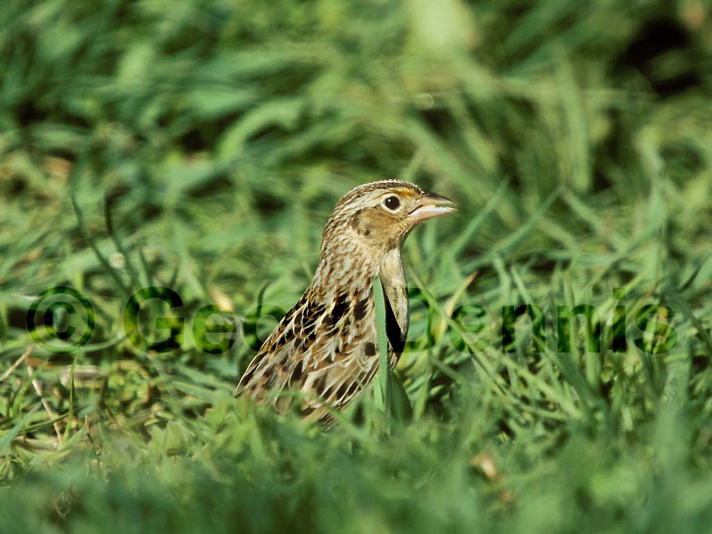 GRSP-AC_Grasshopper-Sparrow