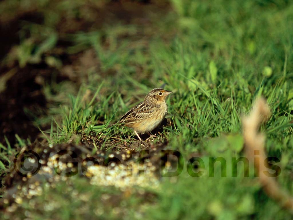 GRSP-AD_Grasshopper-Sparrow