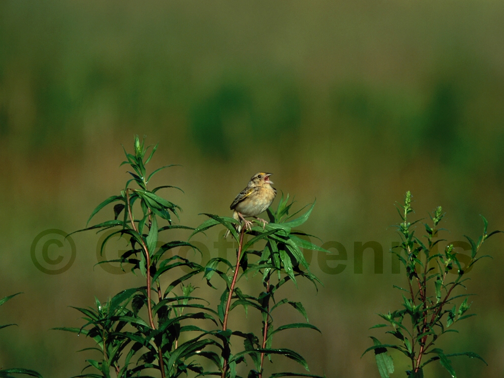 GRSP-AE_Grasshopper-Sparrow