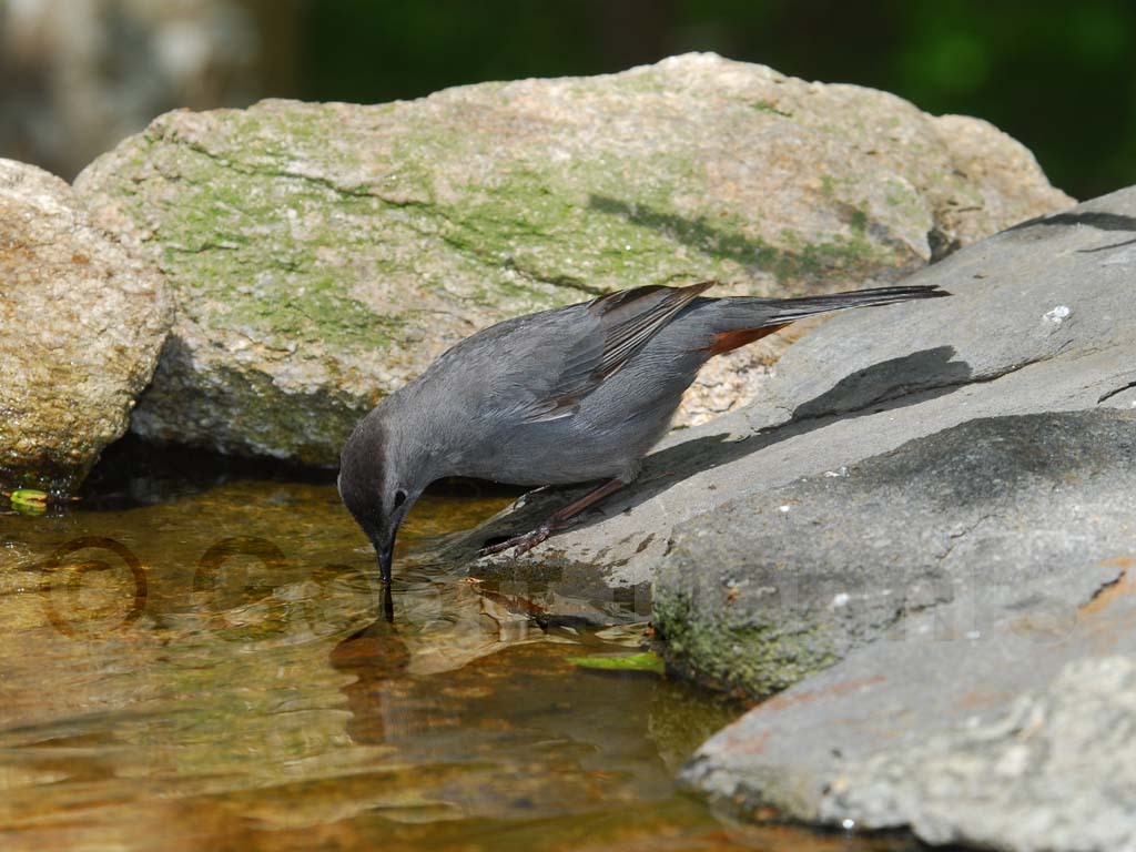 GRCA-AA_Gray-Catbird