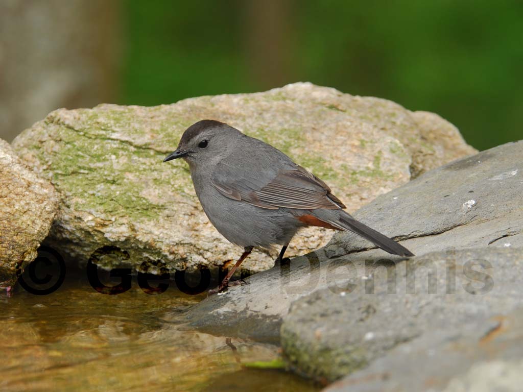 GRCA-AB_Gray-Catbird
