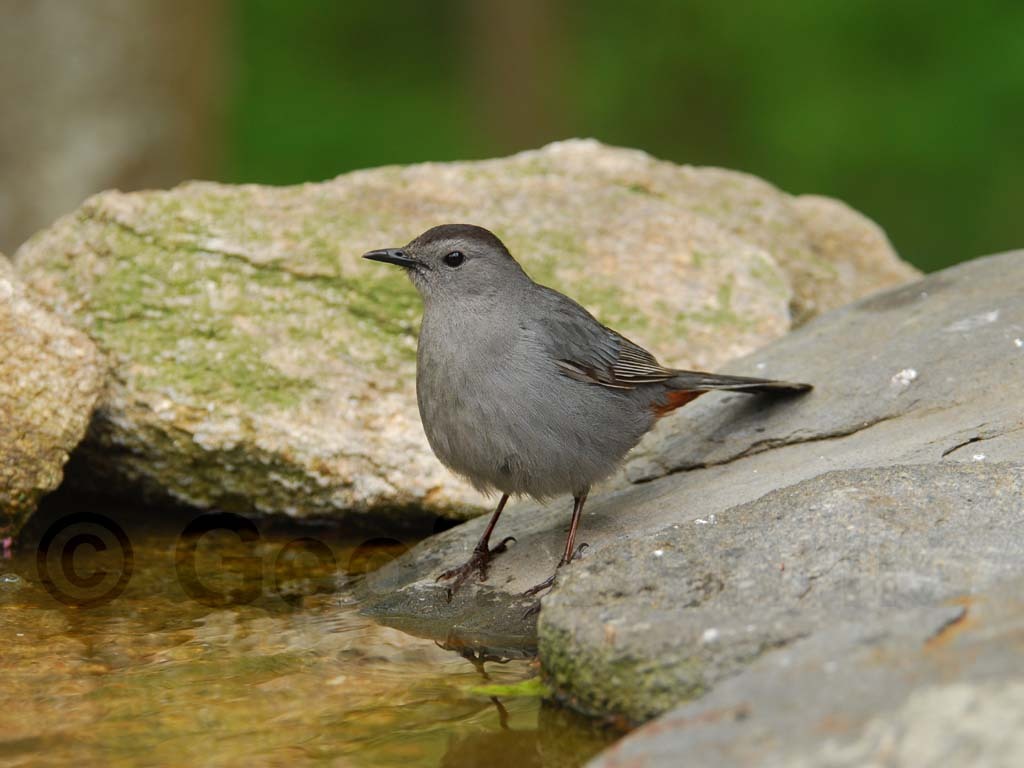 GRCA-AC_Gray-Catbird