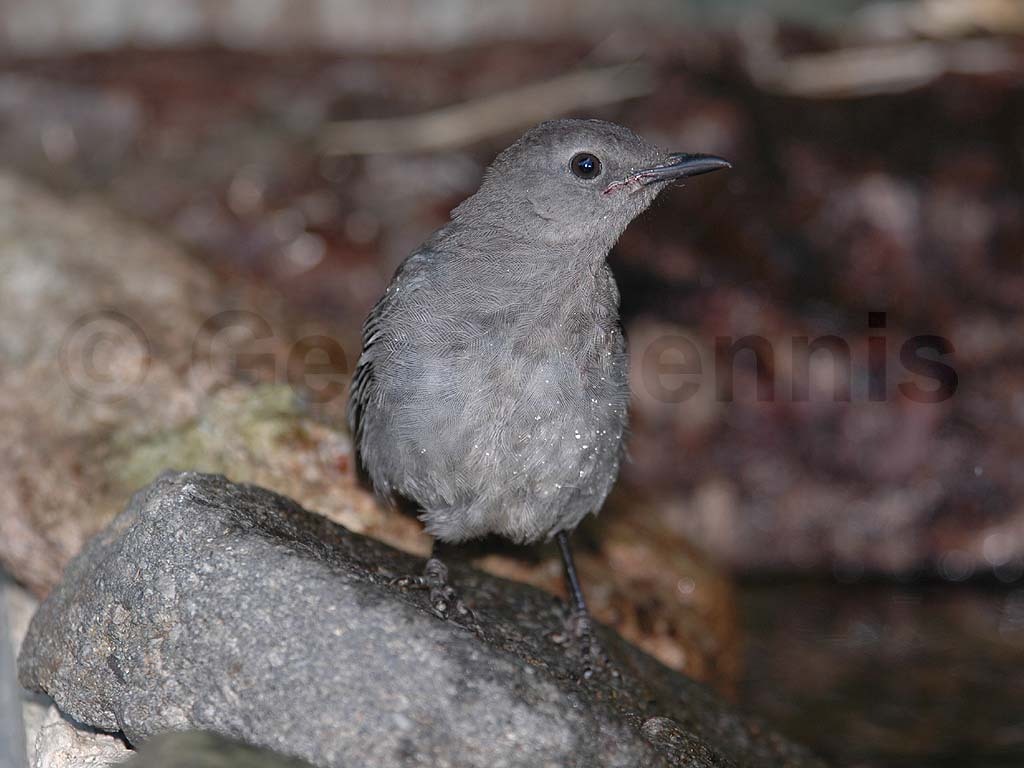 GRCA-AD_Gray-Catbird