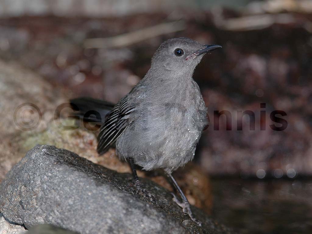 GRCA-AE_Gray-Catbird