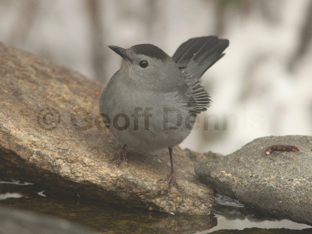 GRCA-AF_Gray-Catbird