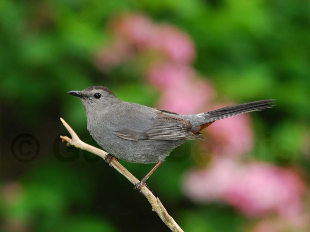 GRCA-AG_Gray-Catbird