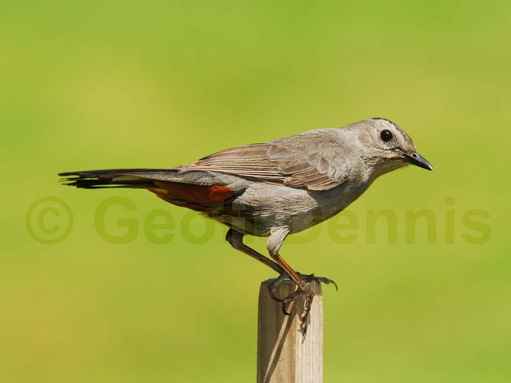GRCA-AH_Gray-Catbird