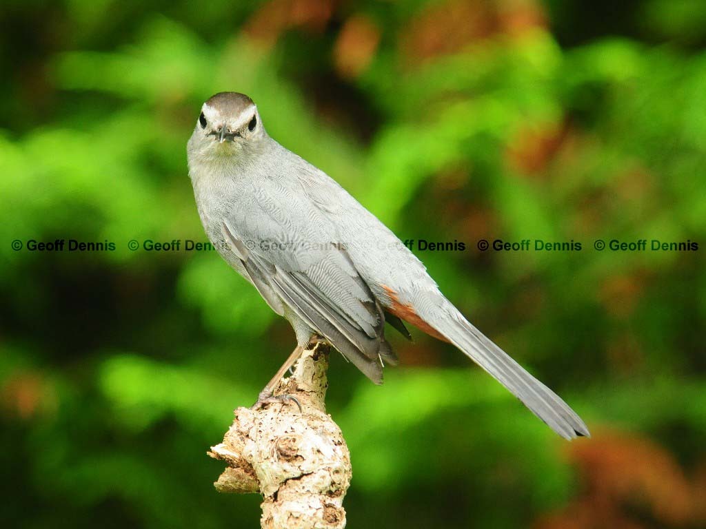 GRCA-AI_Gray-Catbird