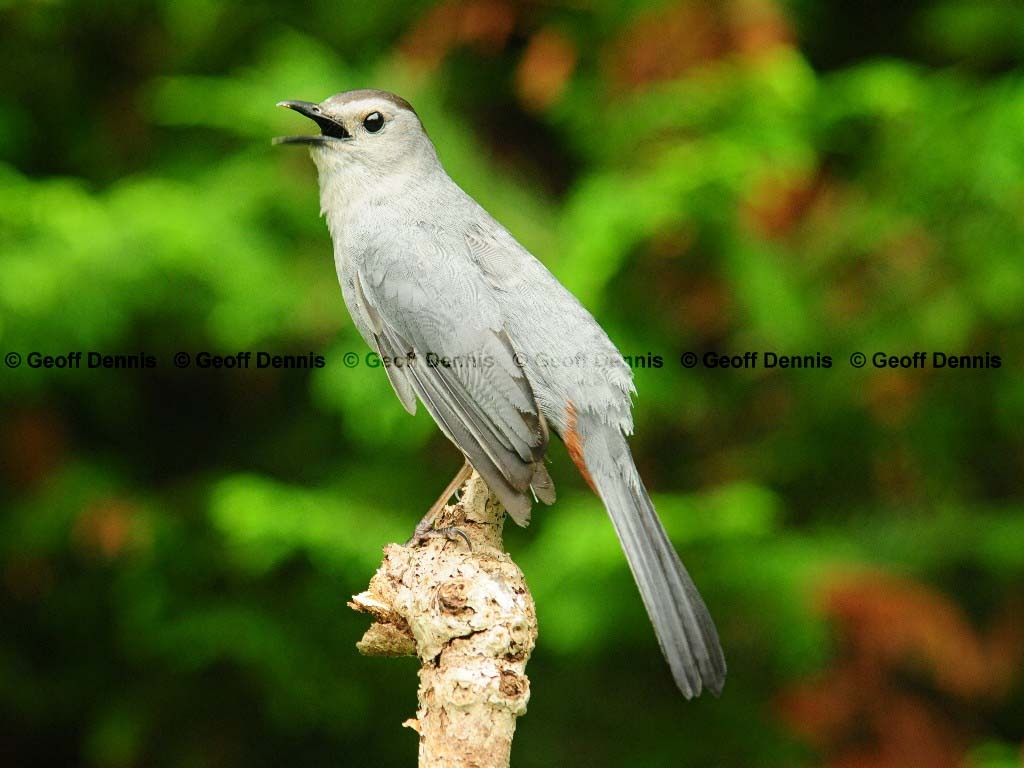 GRCA-AJ_Gray-Catbird