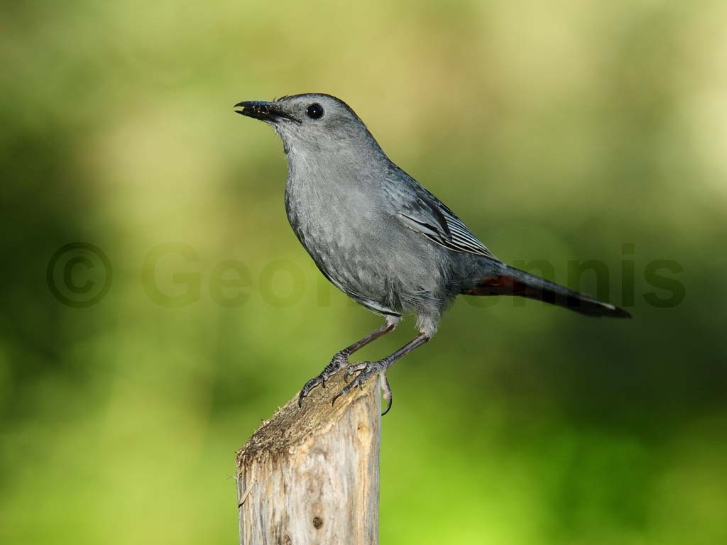 GRCA-AK_Gray-Catbird
