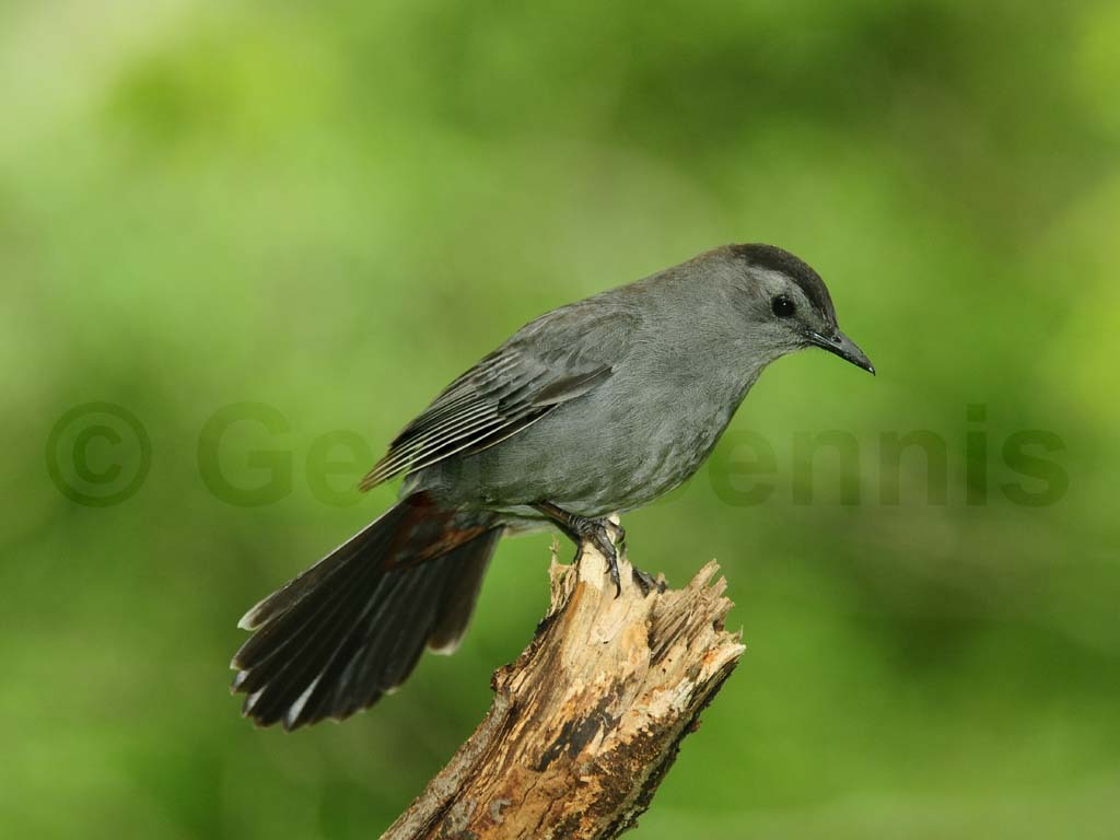 GRCA-AL_Gray-Catbird